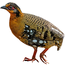 Bornean Hill Partridge